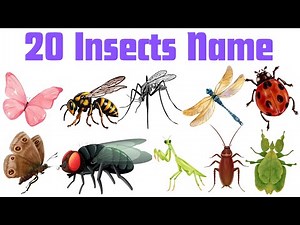 Learn 20 Insects Name for Kids 🦋🐜🐞| Fun Bug Learning Videos for Toddlers & Preschoolers