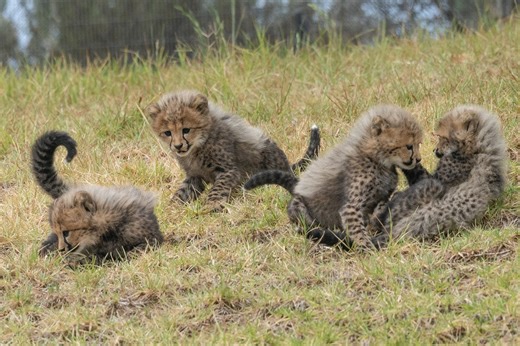 San Diego Zoo Safari Park names four cheetah cubs born earlier this year