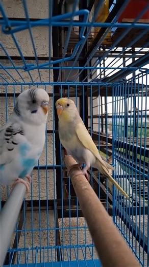 Singing bird's 😇😊 #parakeets #birds #budgies #cutebirds