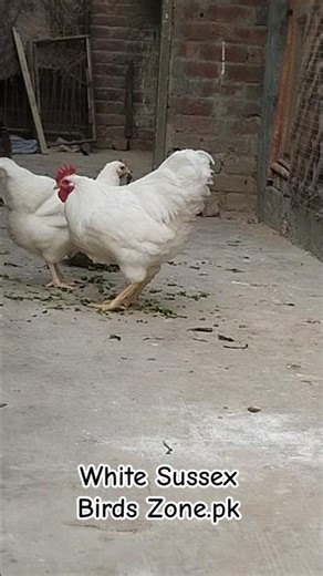 White Sussex Chickens | Beautiful Pure White Sussex Breeders 🐔✨ #chicken #trending