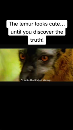 The Truth Behind Cute Lemurs Revealed