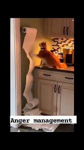 Funny cats need some anger 😡 management | Love CATS