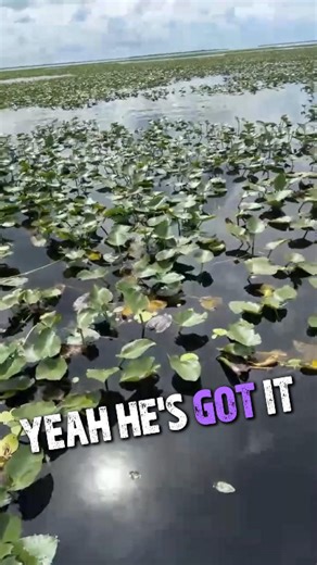 There's one! #shellcracker #bluegill #crappie #lakekissimmee #fishing #guide #florida | Scales & Tales Outdoors LLC