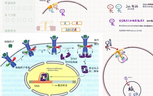 自用复盘：细胞因子受体与JAK-STAT信号通路