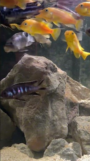 The 75 Gallon Mbuna Cichlid Tank