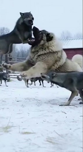 A dog fights off a wolf attack #dog #fightscene #wolf