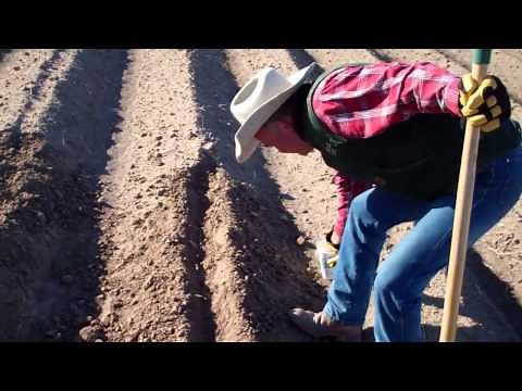 How to Fertilize Onions