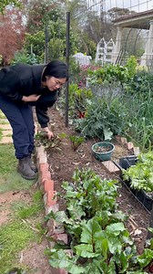 2.8M views · 36K reactions | Harvesting Beetroot. Napaka healthy neto magandang pang detox #fypシ゚viralシ #reelsfypシ | Farm Life in Australia “Dai Meraflor” | Facebook