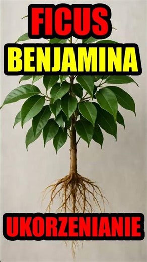 How to propagate ficus Benjamina rooting branches #ficus #plants #houseplants