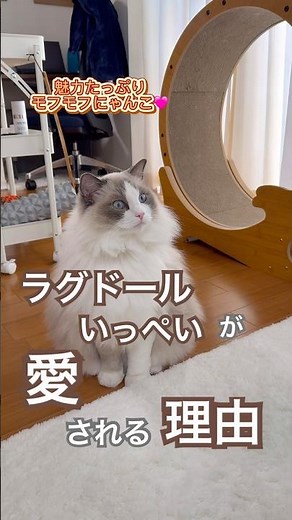 見ればわかる✨ラグドールが愛される理由【いっぺい編】#ラグドール #猫好きさんと繋がりたい #猫のいる暮らし #ねこ動画