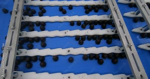 Production of chocolates. Automated chocolate production line at the factory.