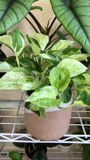 Manjula Pothos Care Guide: Tips for Healthy Growth