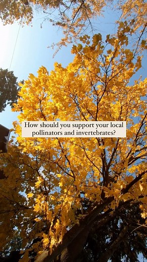 That’s right, now you can knock one more thing off your fall chore list - raking up those leaves! 🍂 ❄️ Leaves that fall onto the ground actually support pollinators and other invertebrates by providing them with the winter cover they need. 🦋 Dead leaves provide food, shelter and a place for the eggs of butterflies and moths. 🐝 Leaf litter also provides protection for bees, spiders, snails, worms, beetles and more, that in turn, support chipmunks, turtles, birds and amphibians in the form of f