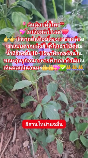 ต้นต้อยติ่งไทย #ต้นต้อยติ่งไทย #ต้นเปราะแป #สมุนไพร #herb #nature | อีสานไทบ้านจมื่น