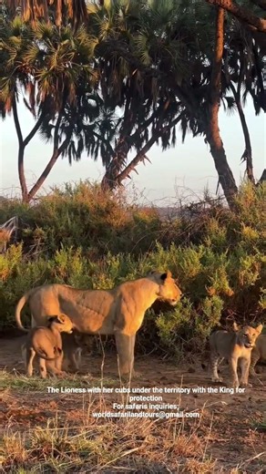 Where the Wild Comes Alive, The lioness with her cubs under the protection of the king of the jungle