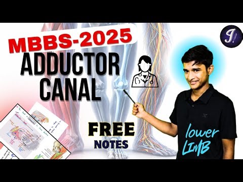 Adductor Canal | University Exam Oriented | MBBS 1st Year | Lower Limb Anatomy