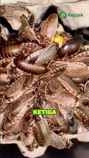 Here they are! 3 types of cockroaches that can be fed to geckos 🪳🦎#geckomaeating #geckomaeatingco...