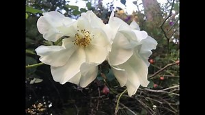 Rosa Rugosa Var. Alba | Rugosa Rose | 25 Seeds - Etsy