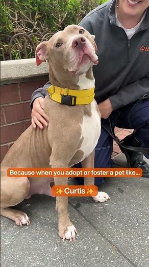 Adopt One, Help Many! That's THE RESCUE EFFECT 🧡 aspca.org/TheRescueEffect