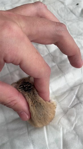 #cutie #hamster #fanny | hamster