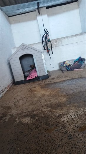 #iamFerb 💙 I does love this cool stuff on my skin. F10 bath VetMed nanogel for the soothing Nexguard for the mites Winning today 👌but he's exhausted after all that 😂 | GRACE Animal Sanctuary - 170-288 NPO