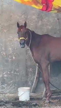 Horse sound neighing| Horse sound | #horse #rivalstarshorseracing