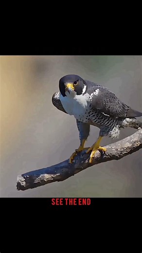 Falcon vs Eagle #falcon #eagle #trending #shorts