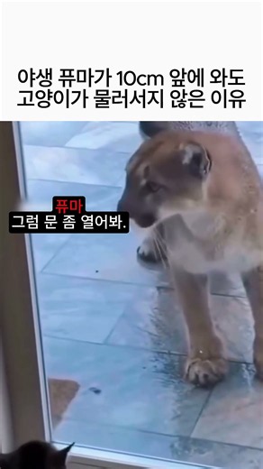 야생 퓨마 vs 집고양이! 10cm 초근접 대치 상황 레전드 기싸움ㄷㄷ