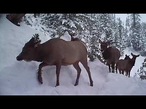 On the Elk Trail: Episode 7 - What Migration Means