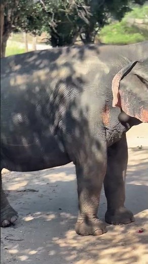 Best Elephant Safari Experience in Sri Lanka | Ridiyagama Safari Park