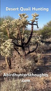 Hunting desert quail in Arizona. Everything bites or pokes. #abirdhuntersthoughts