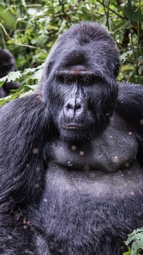 What do gorillas eat? They’re primarily vegetarian — feeding on leaves, stems, fruits, and bamboo shoots. Occasionally, they may snack on ants or termites for extra protein. Nature’s gentle giants with a green diet! . . . . For Booking & Inquiries WhatsApp: 256 779 310 407 Email: info@marvelgorilla.com 🌐 www.marvelgorilla.com . . . . . . . . . . . . . . . . #mountaingorilla #gorillafacts #gorillatrekking #wildlifeeducation #PrimateParadise #visituganda #visitrwanda #wildlifelover #naturefacts #