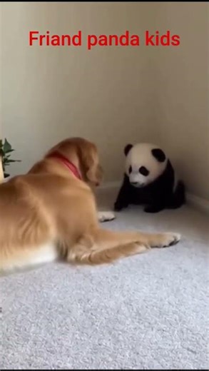 finding panda kids #meowing helping 🐕#beautiful .