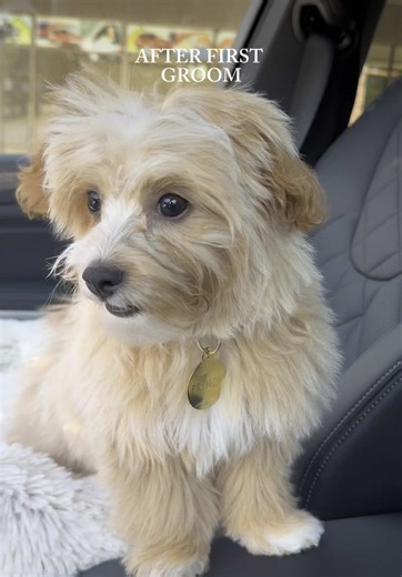 Mini Maltipoo Grooming Before and After
