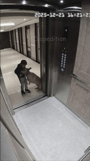 A Dog Acting Strange in Front of the Elevator / 엘레베이터 앞에서 보인 강아지의 이상한 행동 #ai #funny #animals #fyp