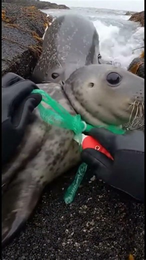 Hands Peeling Netting in a Tight Rocky Tide Pool