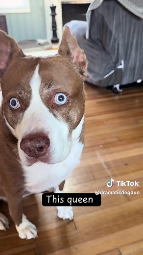 Explore the Pitsky: The Perfect Pitbull-Husky Mix