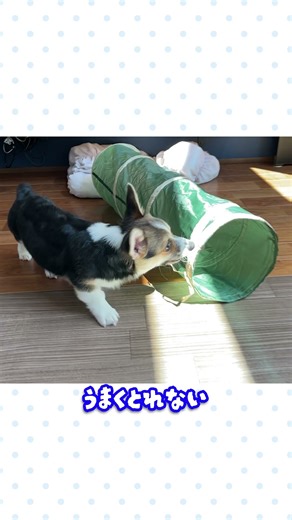 コーギーてんトンネル遊び #corgi #コーギー #はるてん #かわいい #puppy #子犬 #トンネルの正しい使い方とは⁉️