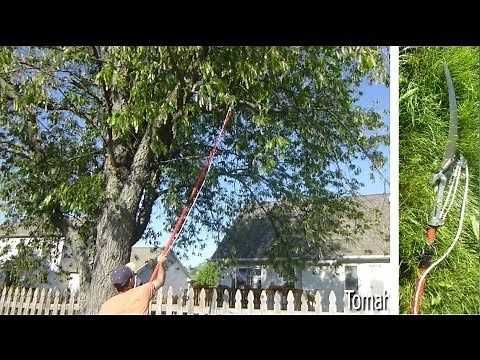Review of Great Tree Saw / Pruner - 14' Corona to Reach Difficult Spots