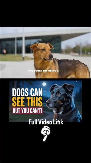 Your Dog Sees Things You Can The Last One Will Seriously Freak You Out