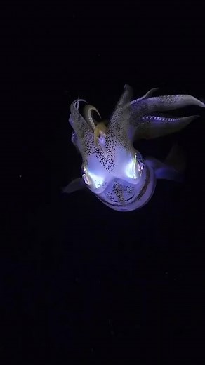 Exploring the Mysteries of the Ocean: Alien Encounters Underwater