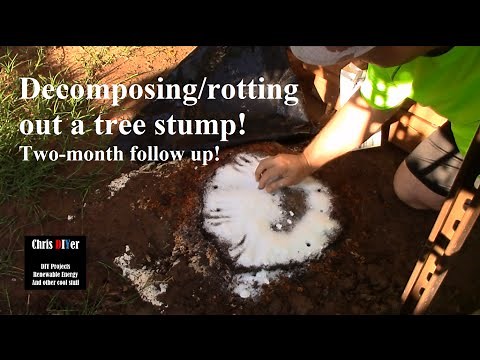 🌳 How to: Killing, Removing, rotting out tree Stumps naturally w/ Epsom Salt (Two-month follow up!)