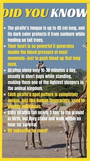 5 Mind-Blowing Giraffe Facts You Never Knew 🦒 | Amazing Animal Facts