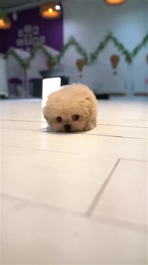 Adorable maltipoo here😍😍💕💕