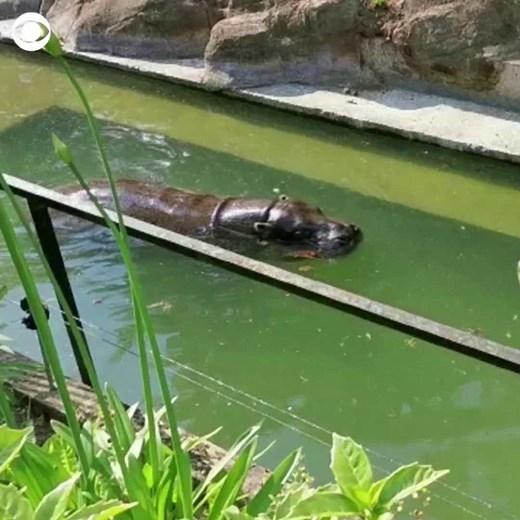 Nicky, a pygmy hippo at London Zoo, cooled off with a swim on Wednesday as temperatures soared and Britain issued an extreme heat warning. | CBS News