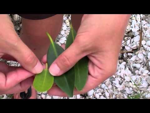 How to Identify the Three Types of Mangroves