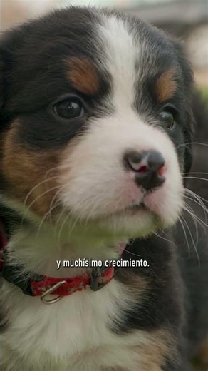 Si pronto recibirás un cachorro, este regalo es para ti. 🐶