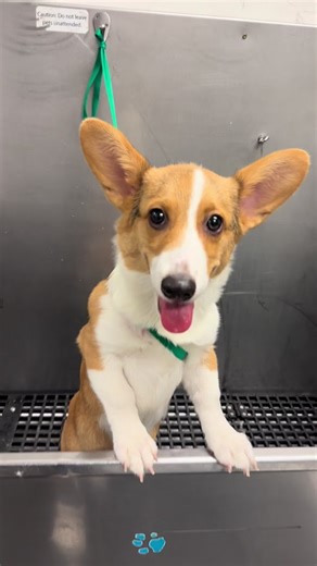 Adorable Corgi Puppy Grooming Tutorial