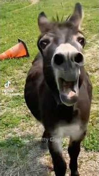 CUTEST DONKEY MELTDOWNS EVER! 😂 Loud, Silly & Begging for Attention! #donkey#donkeys#funnydonkey#