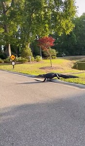 Check out this alligator at Pawleys Plantation Golf Course. I guess he didn't like the way his round was going.😂🐊 📸 | Myrtle Beach Golf